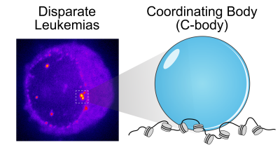 The dots are newly discovered nuclear compartments called C-bodies, formed by phase seperation. C-bodies are a unifying mechanism that connects several gentically distinct forms of leukemia.    