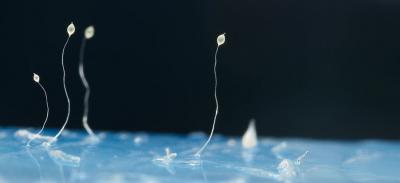 Fruiting bodies of the social amoeba, dictyostelium discoideum.