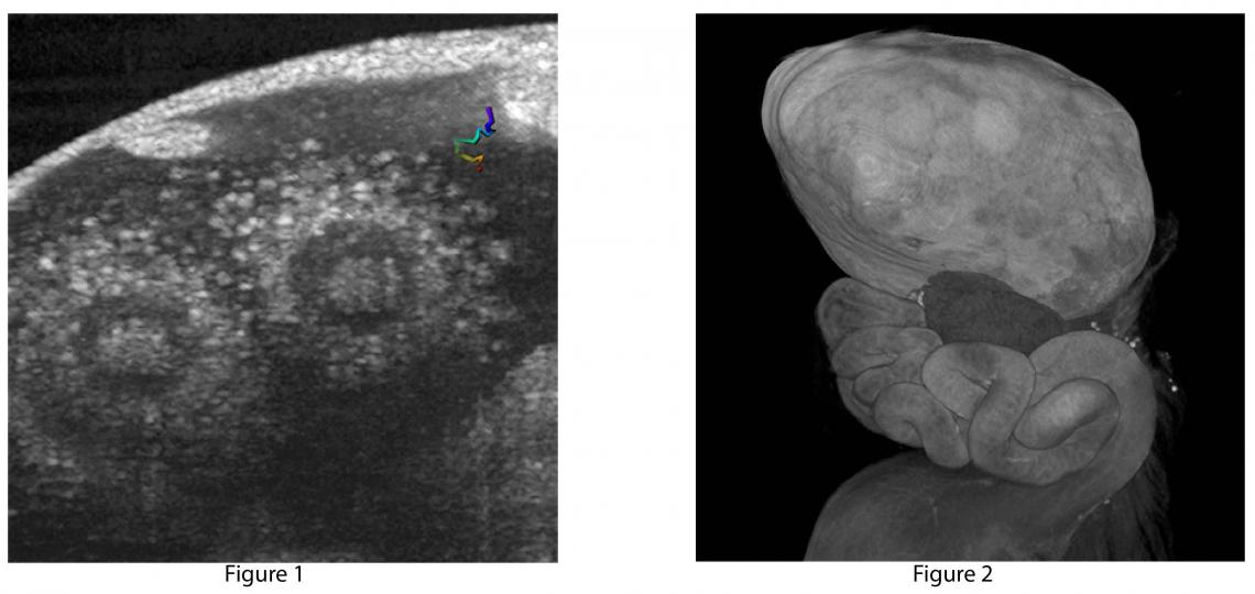 Images from Larina Laboratory