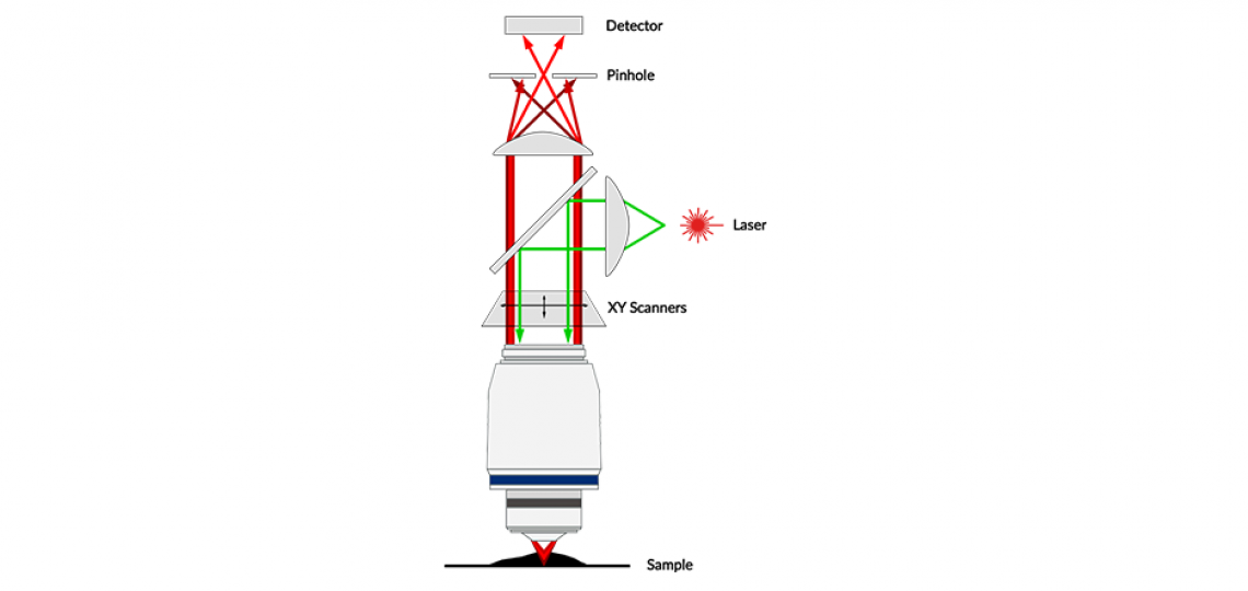 Confocal Microscopy