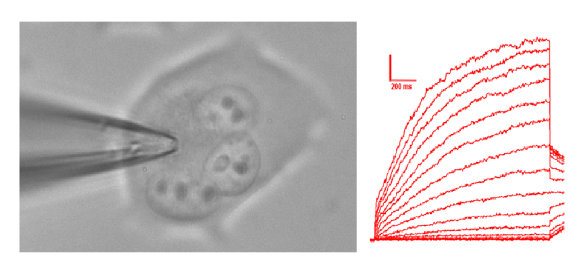 Whole cell voltage clamp recording of KCNQ2/3 channels