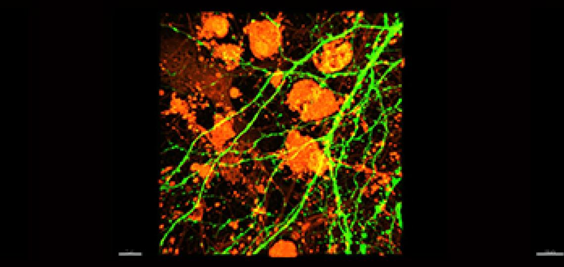 Imaging samples from the Kimberley Tolias Research Lab.