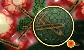 Artists depiction of bacteria under a microscope