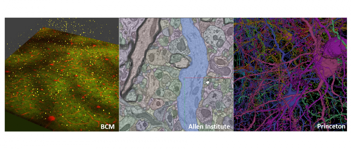 Mammalian brain circuitry