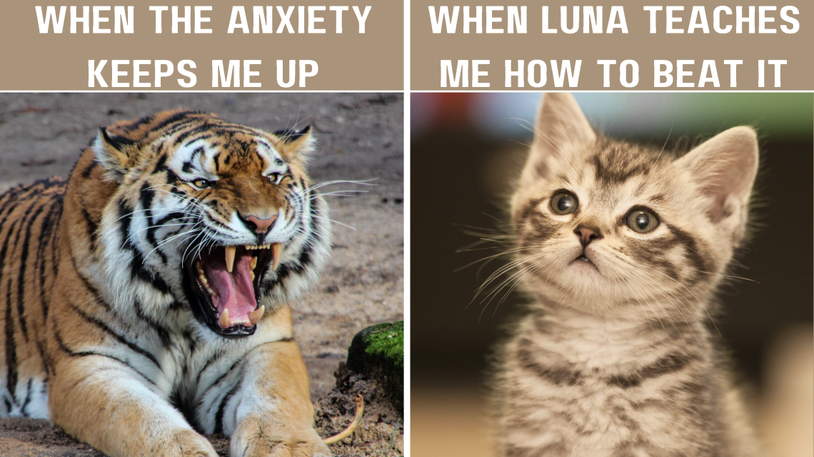 A tiger roaring under the words "when the anxiety keeps me up" beside a calm kitten under the words "when LUNA teaches me how to beat it"