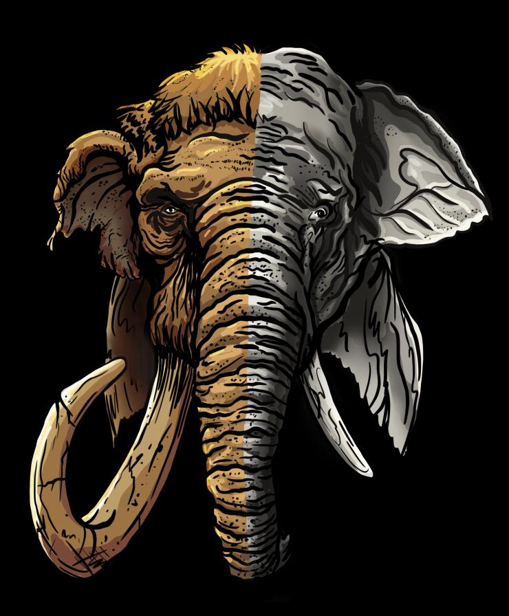 The preservation of the ancient genome compartments, active and inactive, makes it possible to identify genes whose activation state is different in modern and ancient elephantids. The comparison reveals genes associated with hair follicle development. 