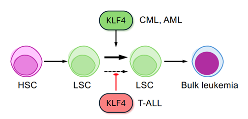 illustration showing Epigenetic Regulation in Lymphoid and Myeloid Leukemias