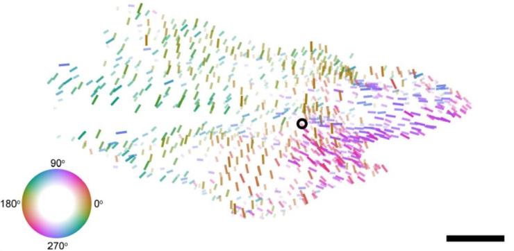 Illustration showing multiple areas of mouse visual cortex