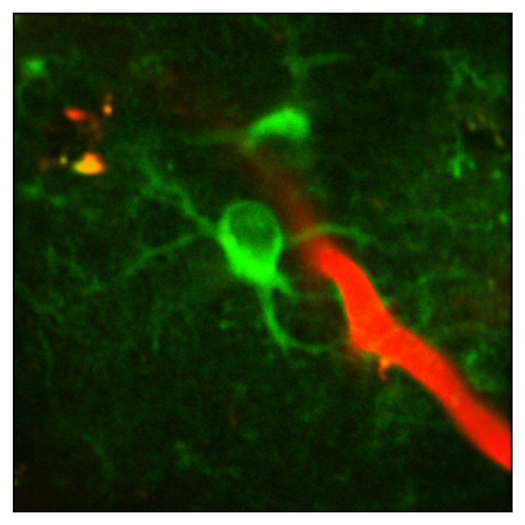 Image of astrocyte voltage in state-dependent sensory processing