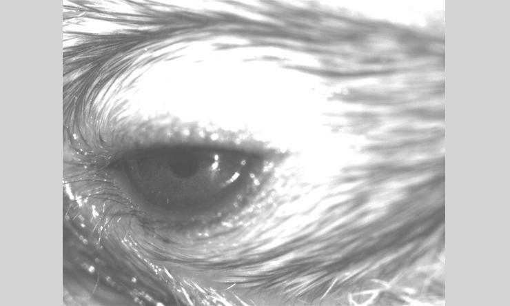 close up image of a mouse eye