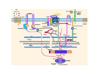 Cytoskeleton of the cardiomyocyte