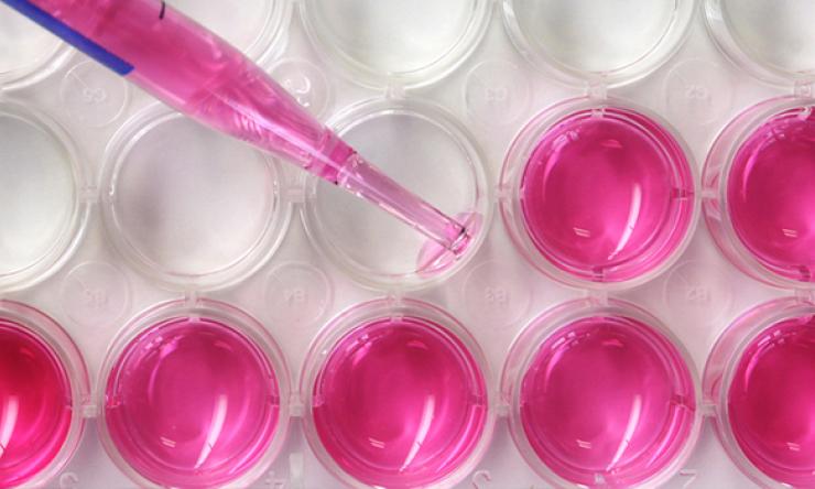 A colored liquid being placed in modules on a tray for research purposes.