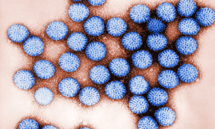 This 1981 digitally-colorized transmission electron microscopic (TEM) image revealed some of the ultrastructural morphology of a number of intact rotavirus, double-shelled particles.