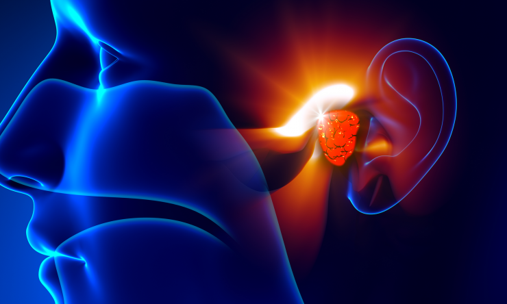 An illustrated view of the inner-workings of an ear.