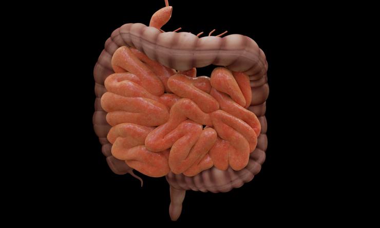 Image of large and small intestines.