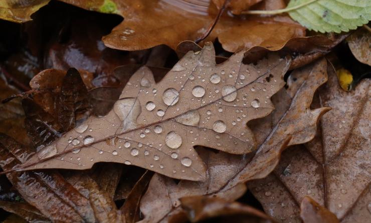 Dead leaves with rain drops.
