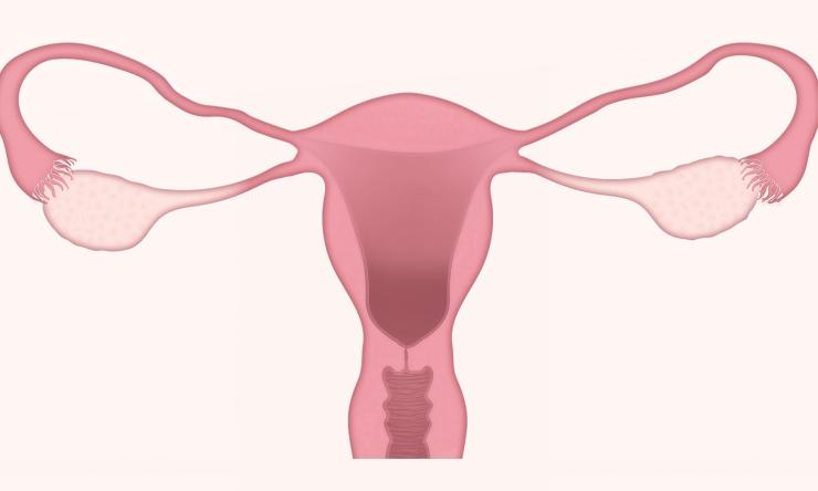 Drawing of a uterus