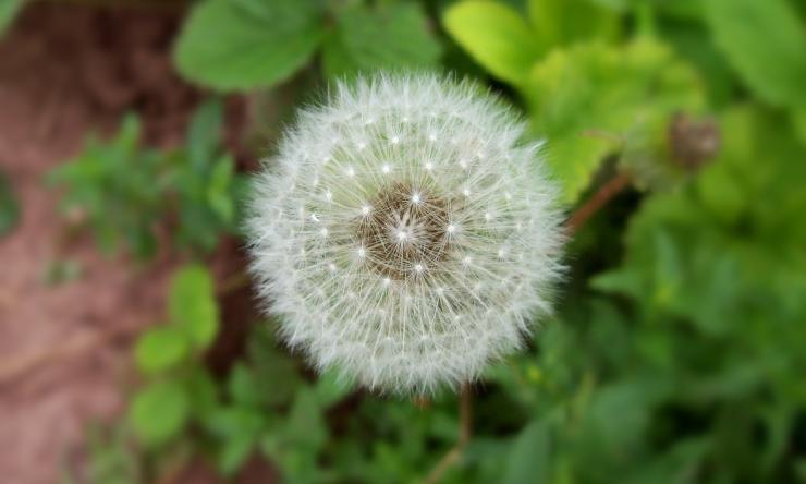 Close up of a white danelion with grass in the background. 