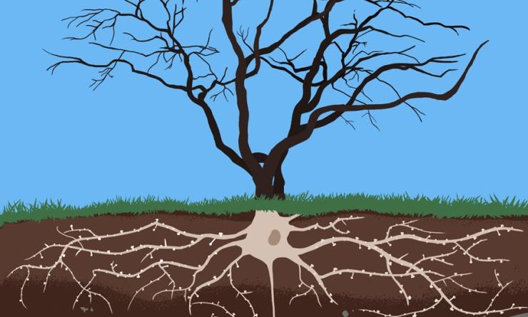 Hui Zheng Lab Publications