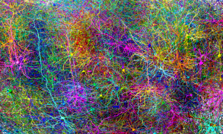 This image shows a subset of the more than 1,000 of the 120,000 brain cells (neuron + glia) reconstructed in the MICrONS Project. Image Credit Allen Institute