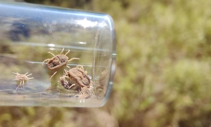 Image of a soft tick