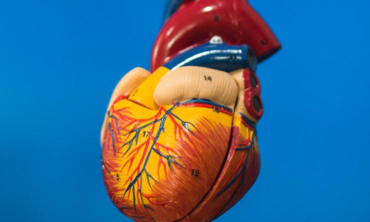 Image of a plastic heart on a blue background