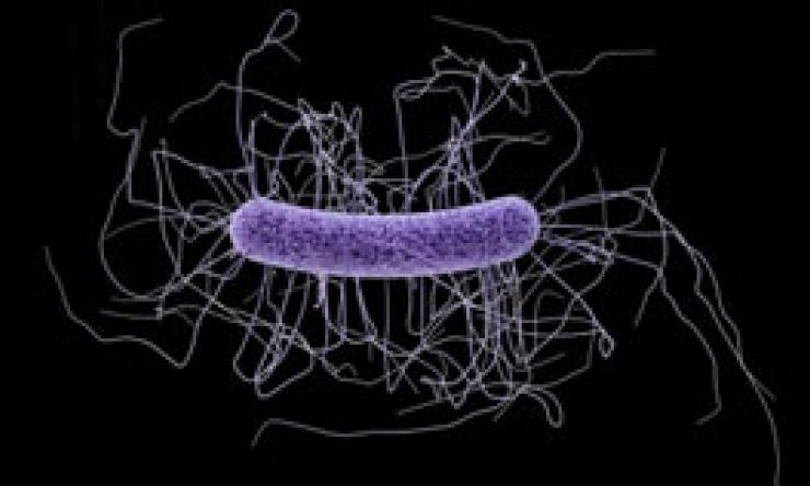 Clostridium difficile